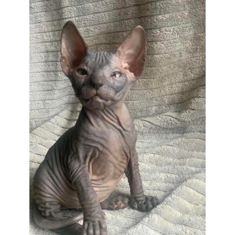 Don Sphynx Bozhena