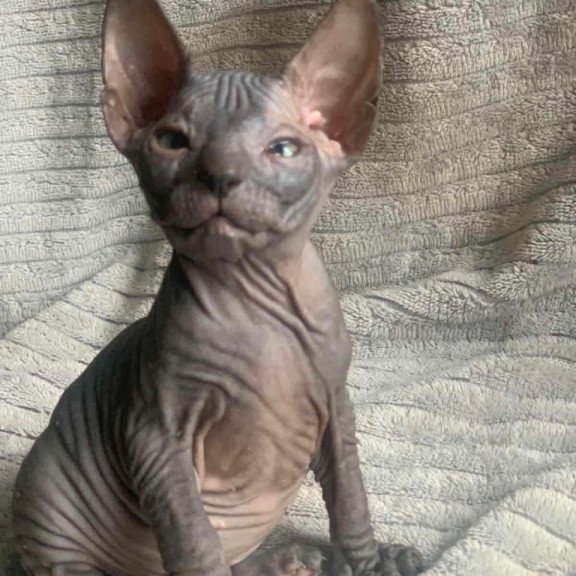 Don Sphynx Bozhena