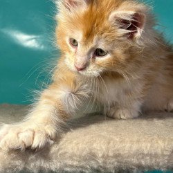 Maine Coon Amir