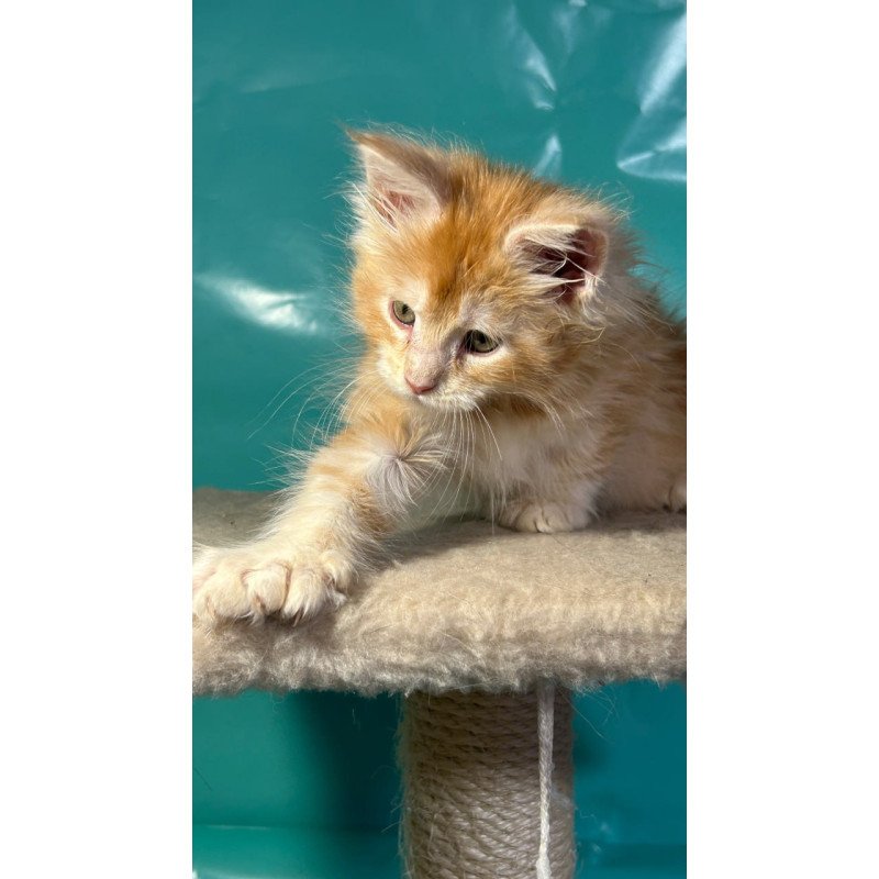 Maine Coon Amir