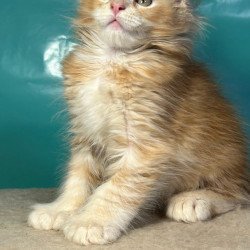 Maine Coon Amir