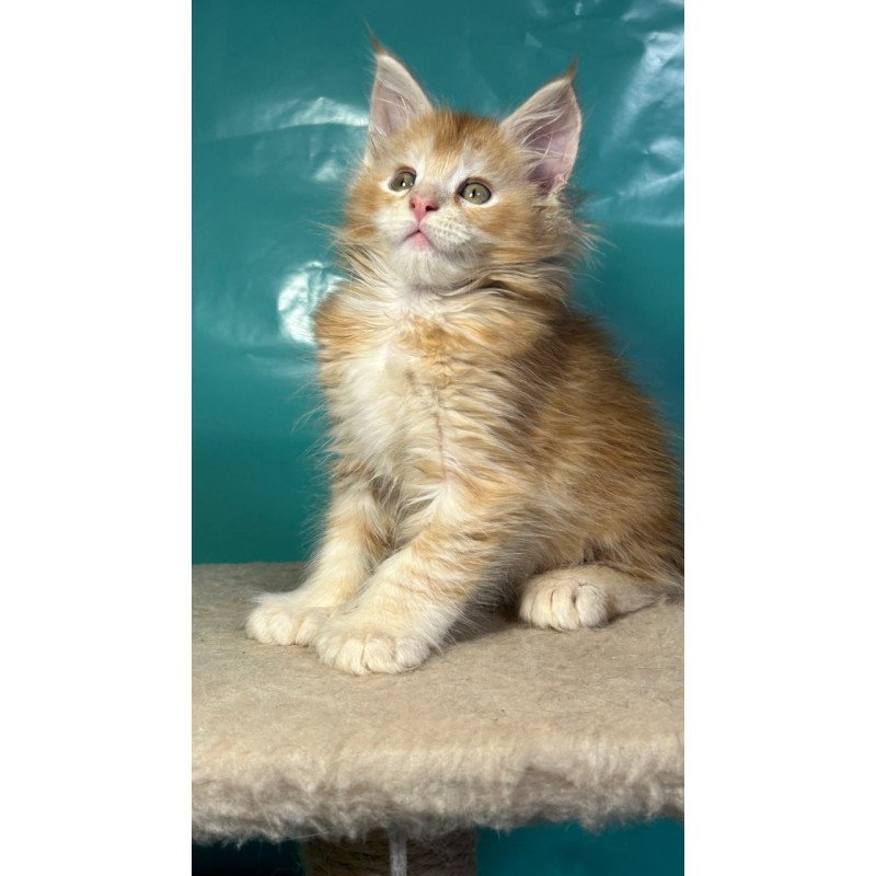 Maine Coon Amir