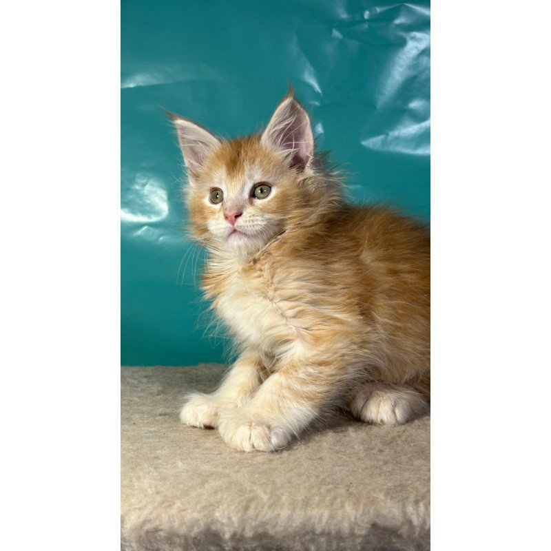 Maine Coon Amir