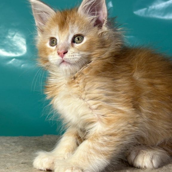 Maine Coon Amir
