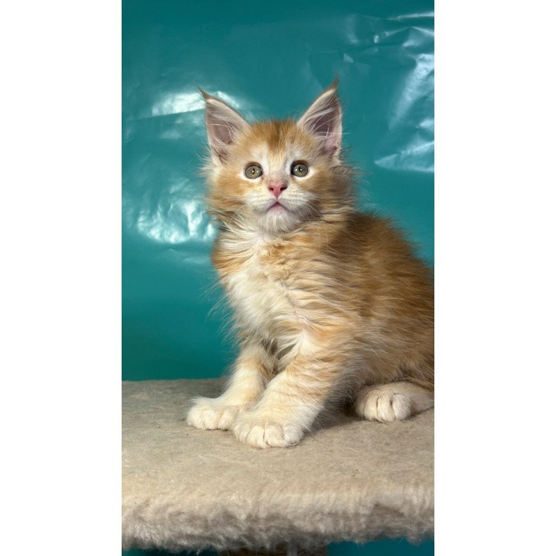 Maine Coon Amir