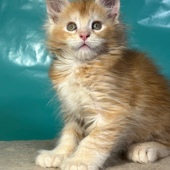 Maine Coon Amir