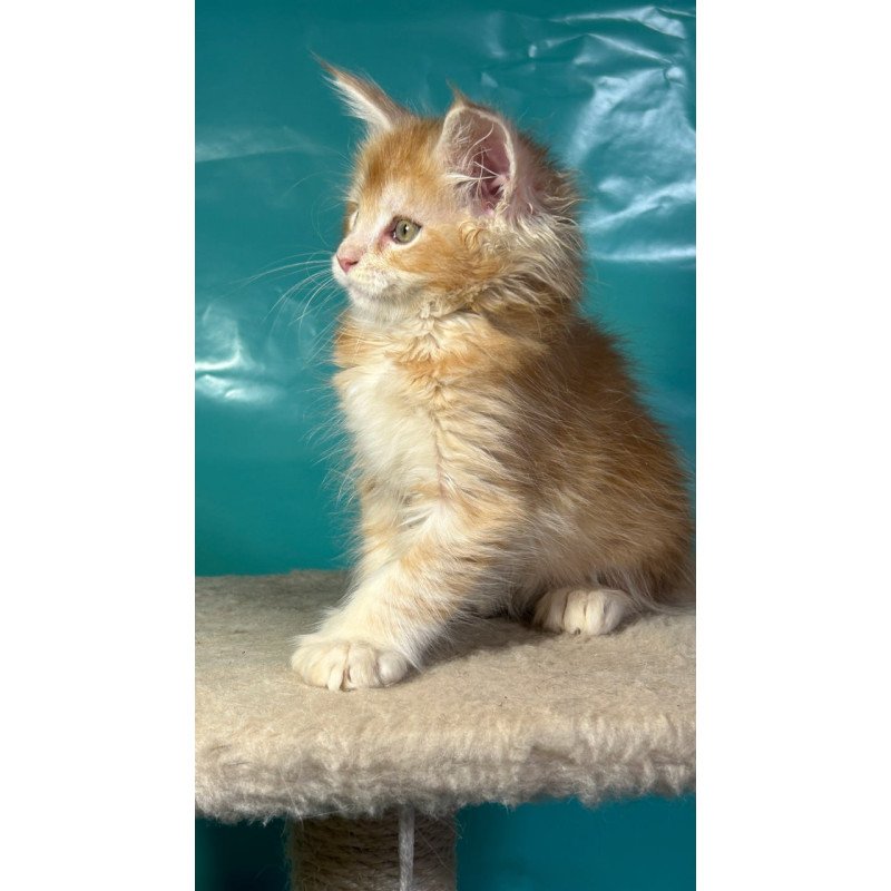 Maine Coon Amir