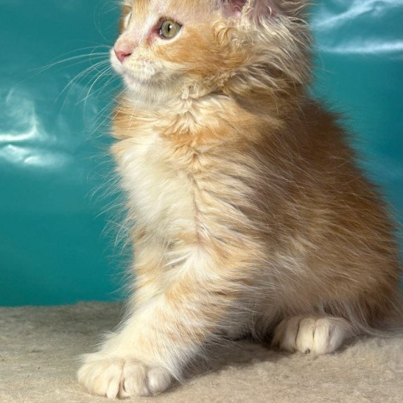 Maine Coon Amir