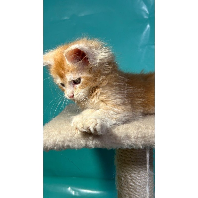 Maine Coon Amir