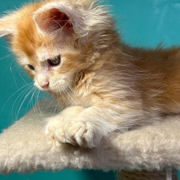 Maine Coon Amir