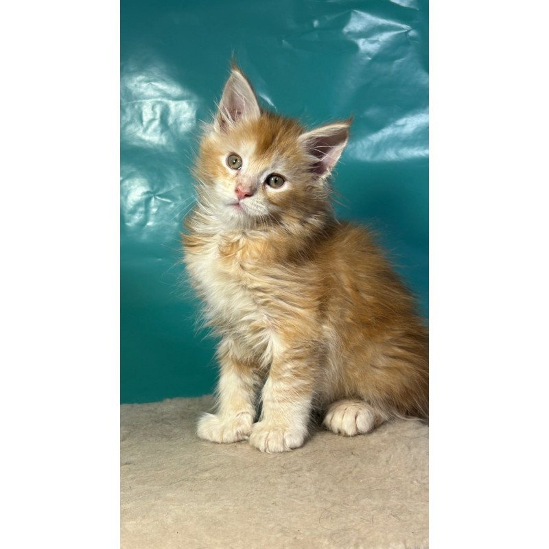 Maine Coon Amir