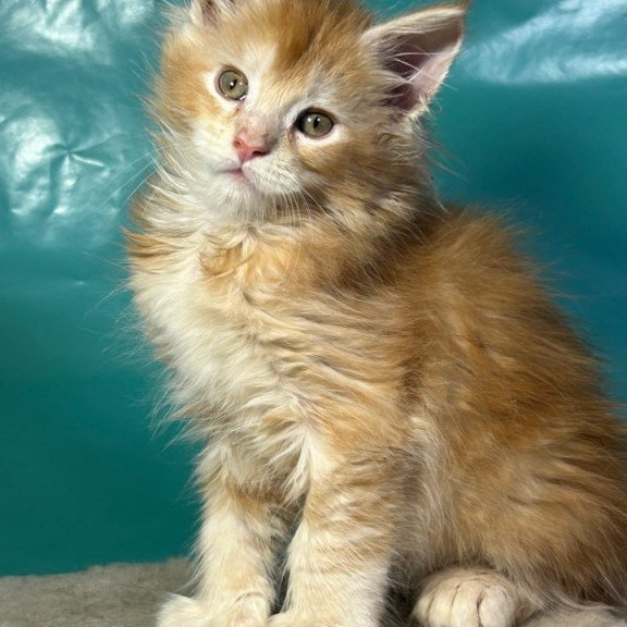 Maine Coon Amir