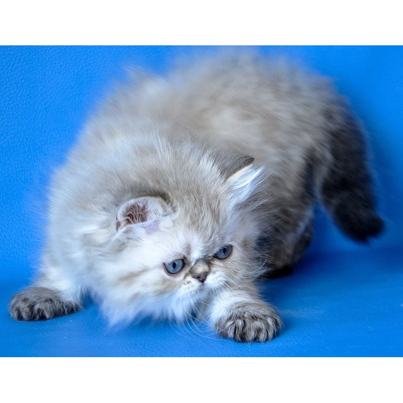 Persian Leon