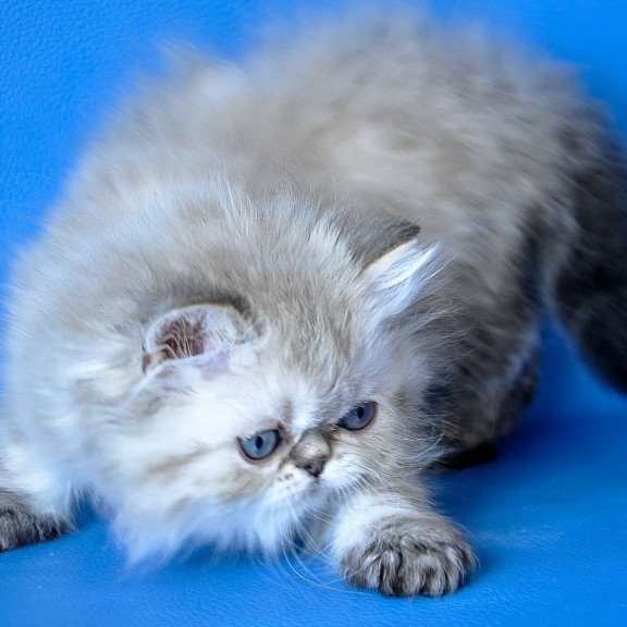 Persian Leon