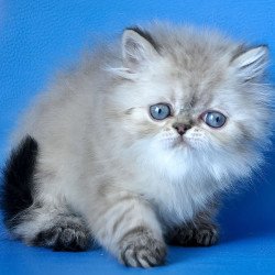 Persian Leon
