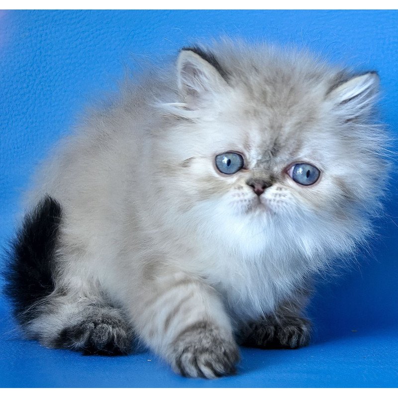 Persian Leon