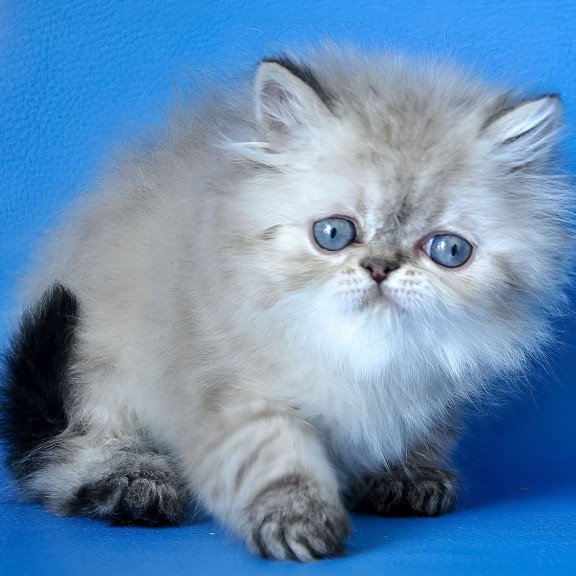 Persian Leon