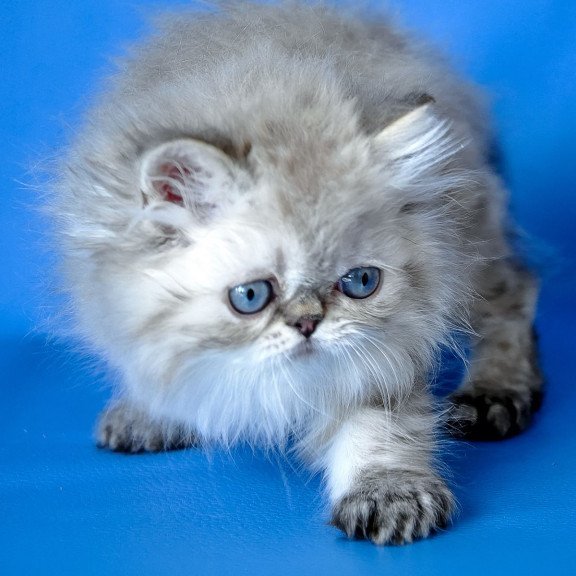 Persian Leon