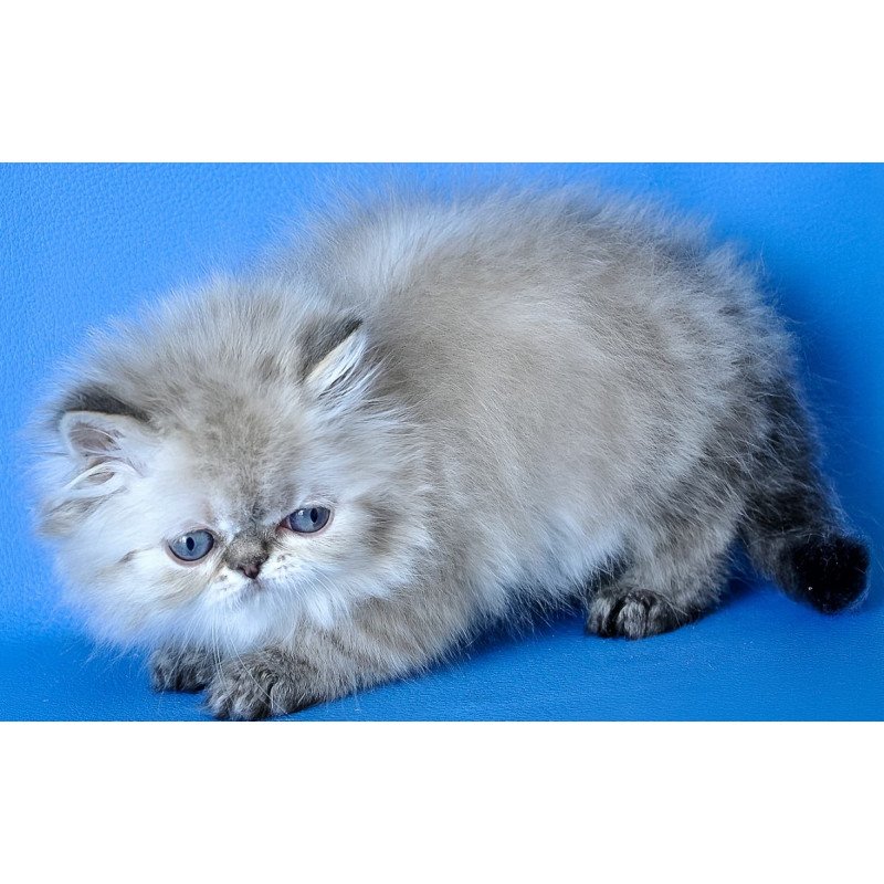Persian Leon