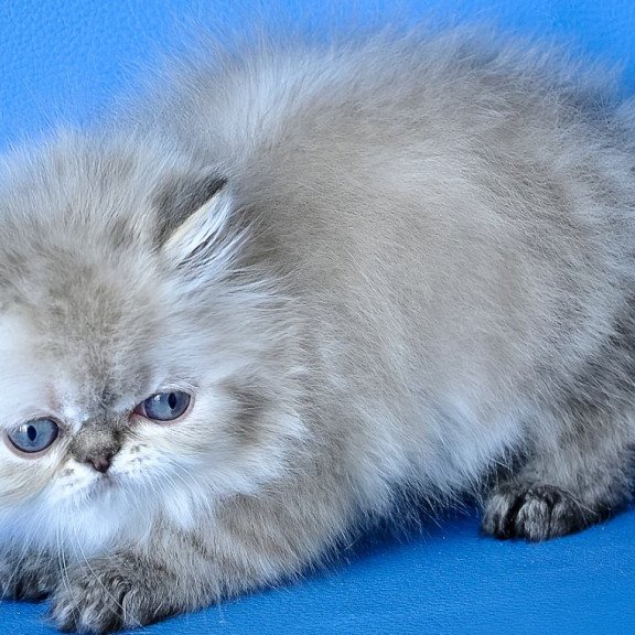 Persian Leon