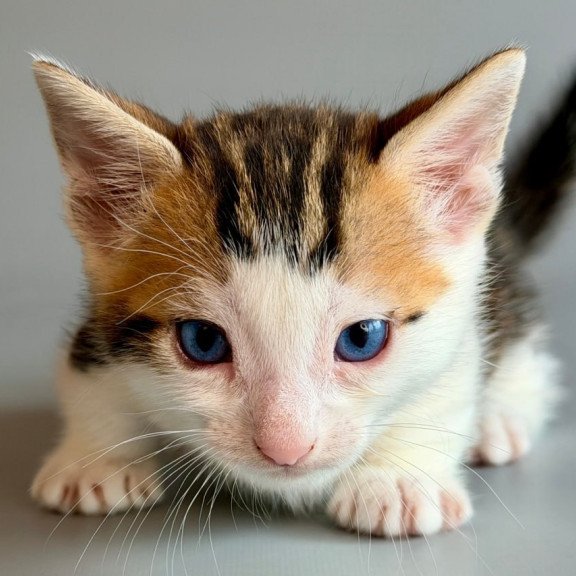 Munchkin Honeybee