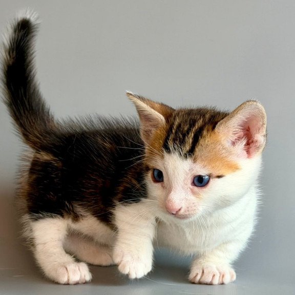 Munchkin Honeybee