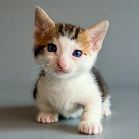 Munchkin Honeybee