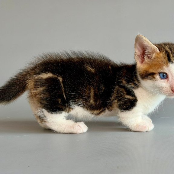 Munchkin Honeybee