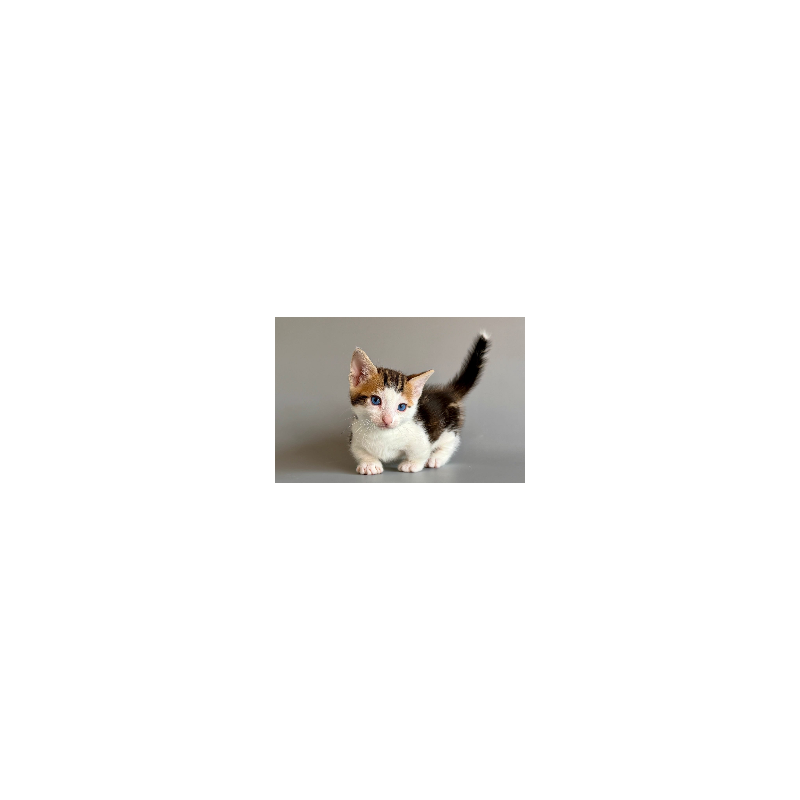 Munchkin Honeybee