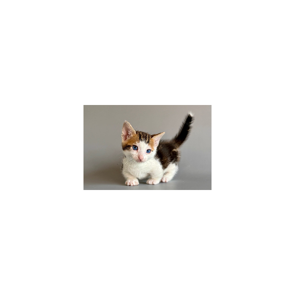 Munchkin Honeybee
