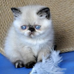 Exotic Cherie
