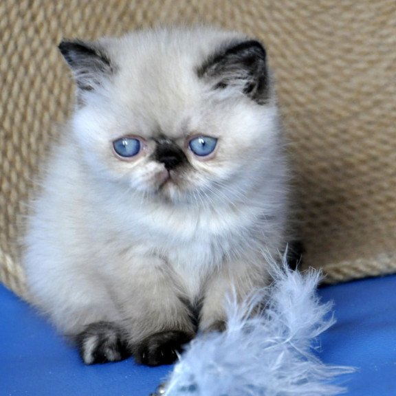 Exotic Cherie