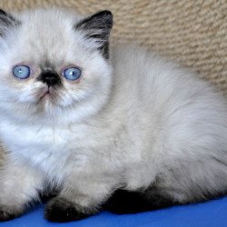 Exotic Cherie