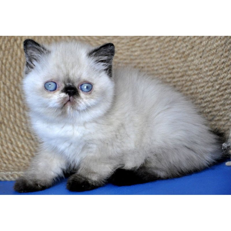 Exotic Cherie