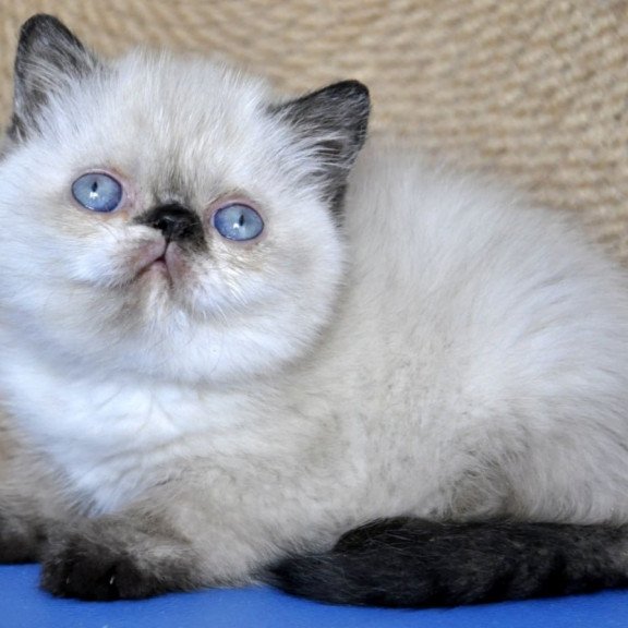 Exotic Cherie