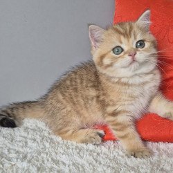 British Muffin