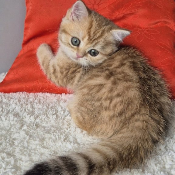 British Muffin