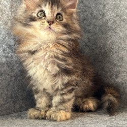 Maine Coon Asol