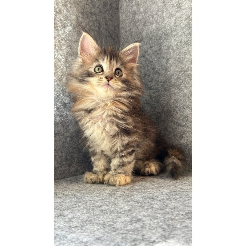 Maine Coon Asol