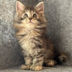 Maine Coon Asol