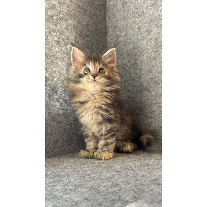 Maine Coon Asol