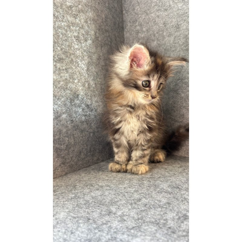 Maine Coon Asol