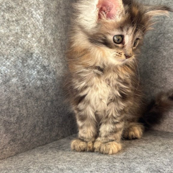 Maine Coon Asol