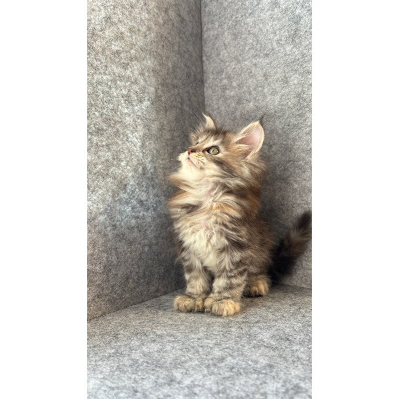 Maine Coon Asol
