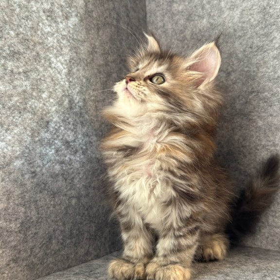 Maine Coon Asol