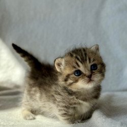 Munchkin Uri