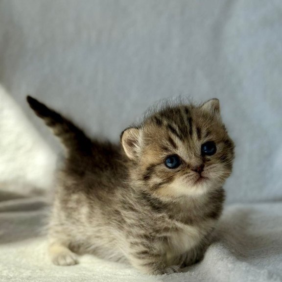 Munchkin Uri