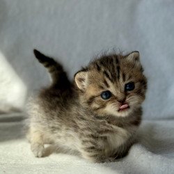 Munchkin Uri