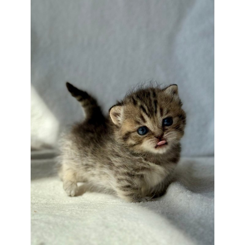 Munchkin Uri
