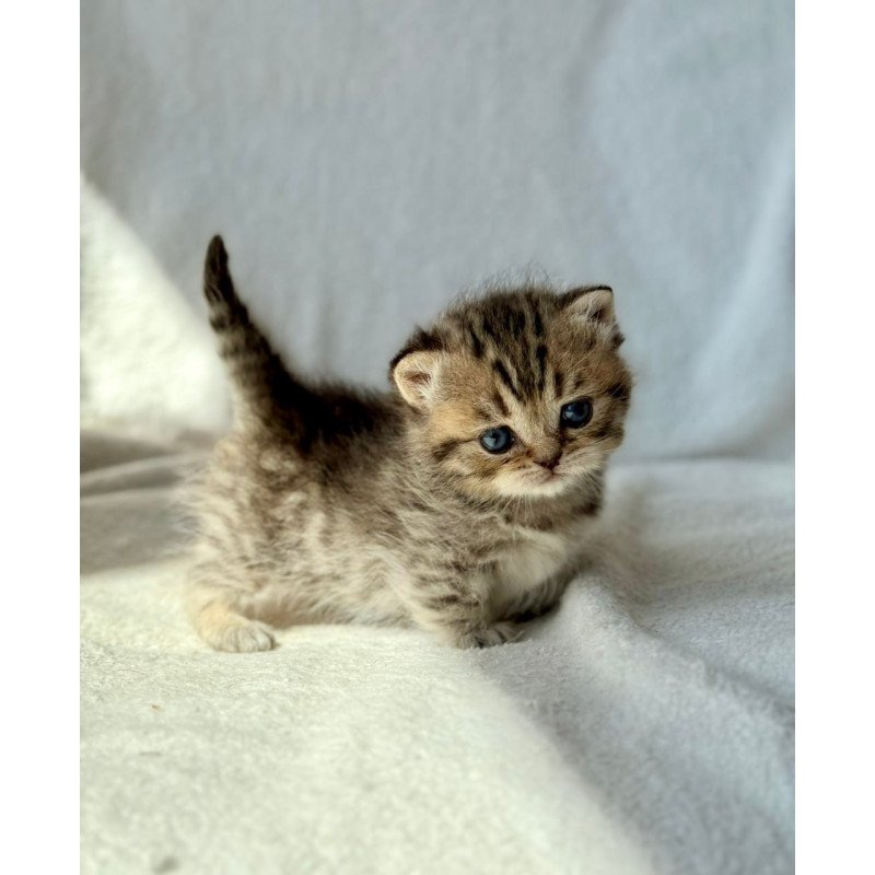 Munchkin Uri